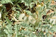Astragalus purshii