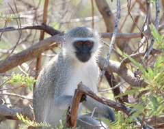 Chlorocebus pygerythrus pygerythrus