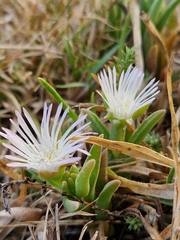 Delosperma herbeum