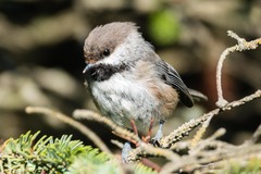 Poecile hudsonicus
