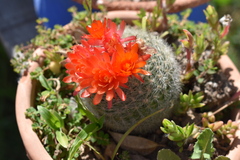 Parodia haselbergii