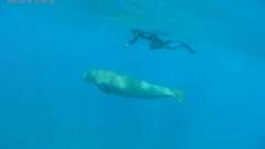 Dugong dugon
