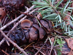 Ciboria rufofusca