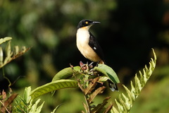 Donacobius atricapilla