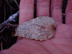 Coccomyces dentatus