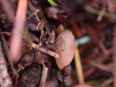 Ciboria rufofusca