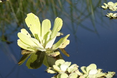 Pistia stratiotes