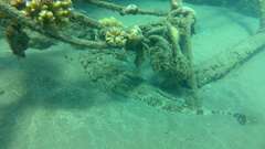 Papilloculiceps longiceps