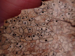 Coccomyces dentatus