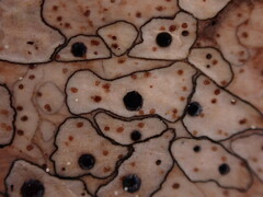 Coccomyces dentatus