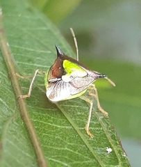 Carbula scutellata