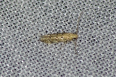 Coleotechnites australis