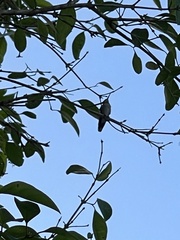Anthracothorax aurulentus
