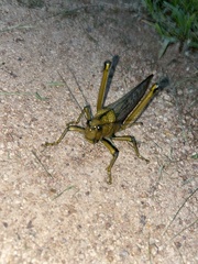 Tropidacris cristata