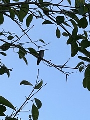 Anthracothorax aurulentus