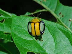 Aspidimorpha sessarum