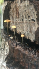 Mycena oregonensis