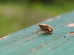 Lepyronia quadrangularis