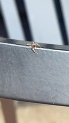 Hentzia mitrata