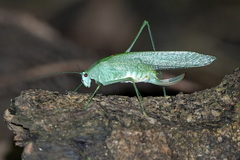 Anaulacomerina