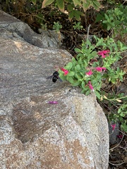 Xylocopa californica arizonensis