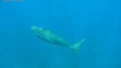 Dugong dugon