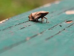 Lepyronia quadrangularis