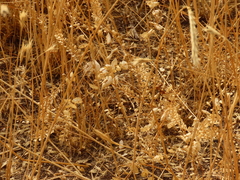 Lepidium perfoliatum