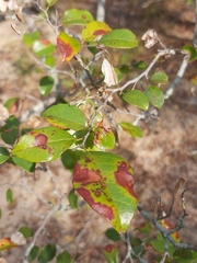Hymenocardia ulmoides