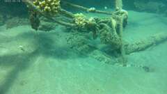 Papilloculiceps longiceps