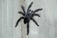 Avicularia juruensis