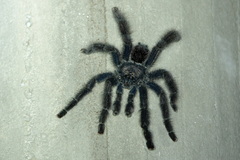 Avicularia juruensis