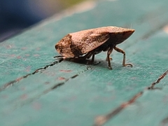 Lepyronia quadrangularis