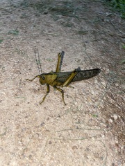 Tropidacris cristata