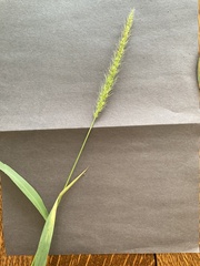 Setaria scheelei
