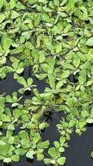 Pistia stratiotes