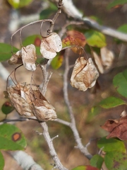 Hymenocardia ulmoides