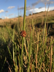 Juncus conglomeratus