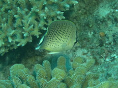 Chaetodon guttatissimus