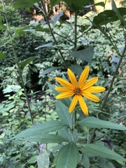 Helianthus strumosus