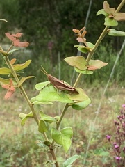 Schistocerca damnifica