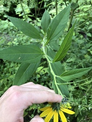 Helianthus strumosus