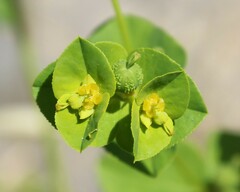 Euphorbia platyphyllos