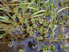 Hypericum anagalloides