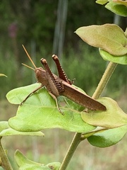 Schistocerca damnifica