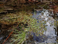 Hypericum anagalloides