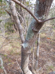 Hymenocardia ulmoides