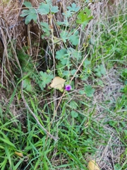 Geranium pyrenaicum