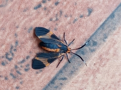 Dycladia