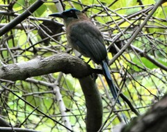 Momotus coeruliceps